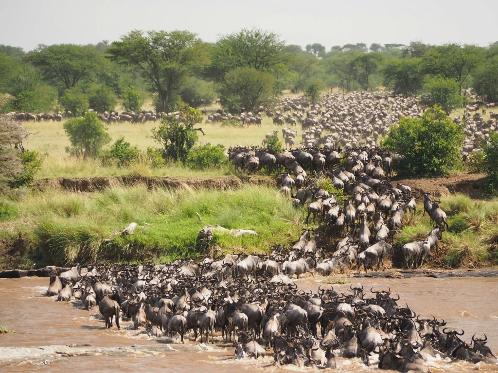 Wildebeest crossing the Mara River during the July to October migration