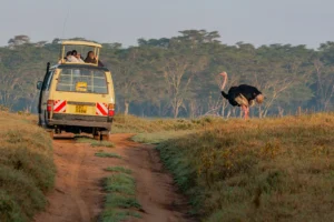 Budget Safari Kenya Tanzania 2026: What It Really Costs
