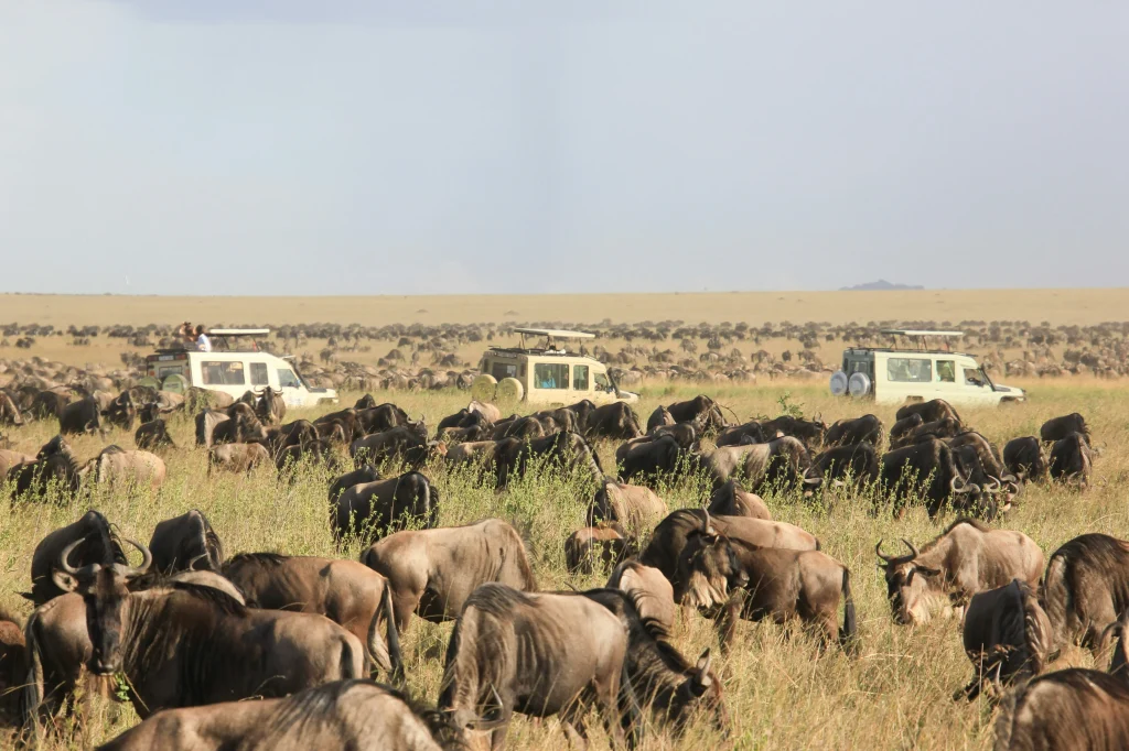 Wildebeest herd crossing the Serengeti plains in Tanzania
