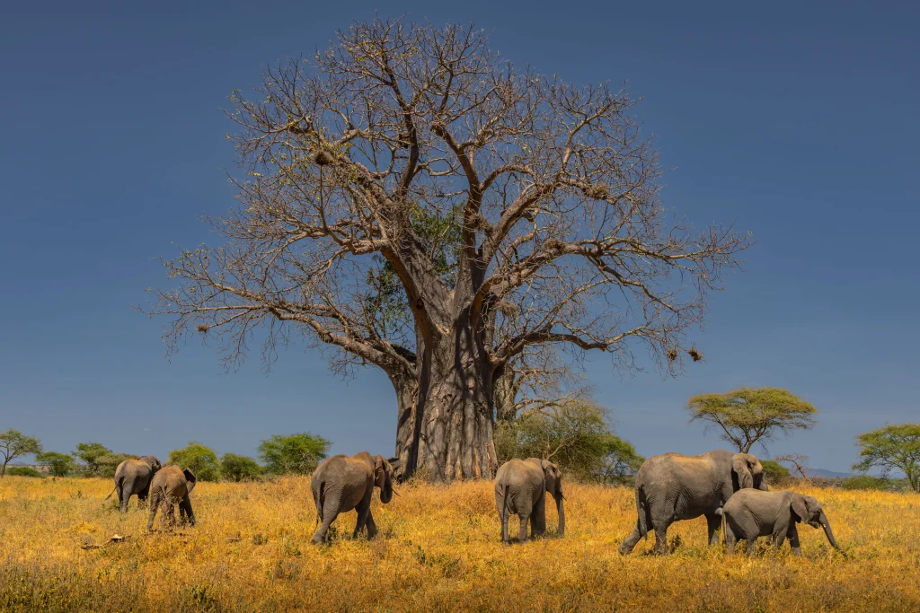 Elephants beside a baobab tree in Tarangire National Park